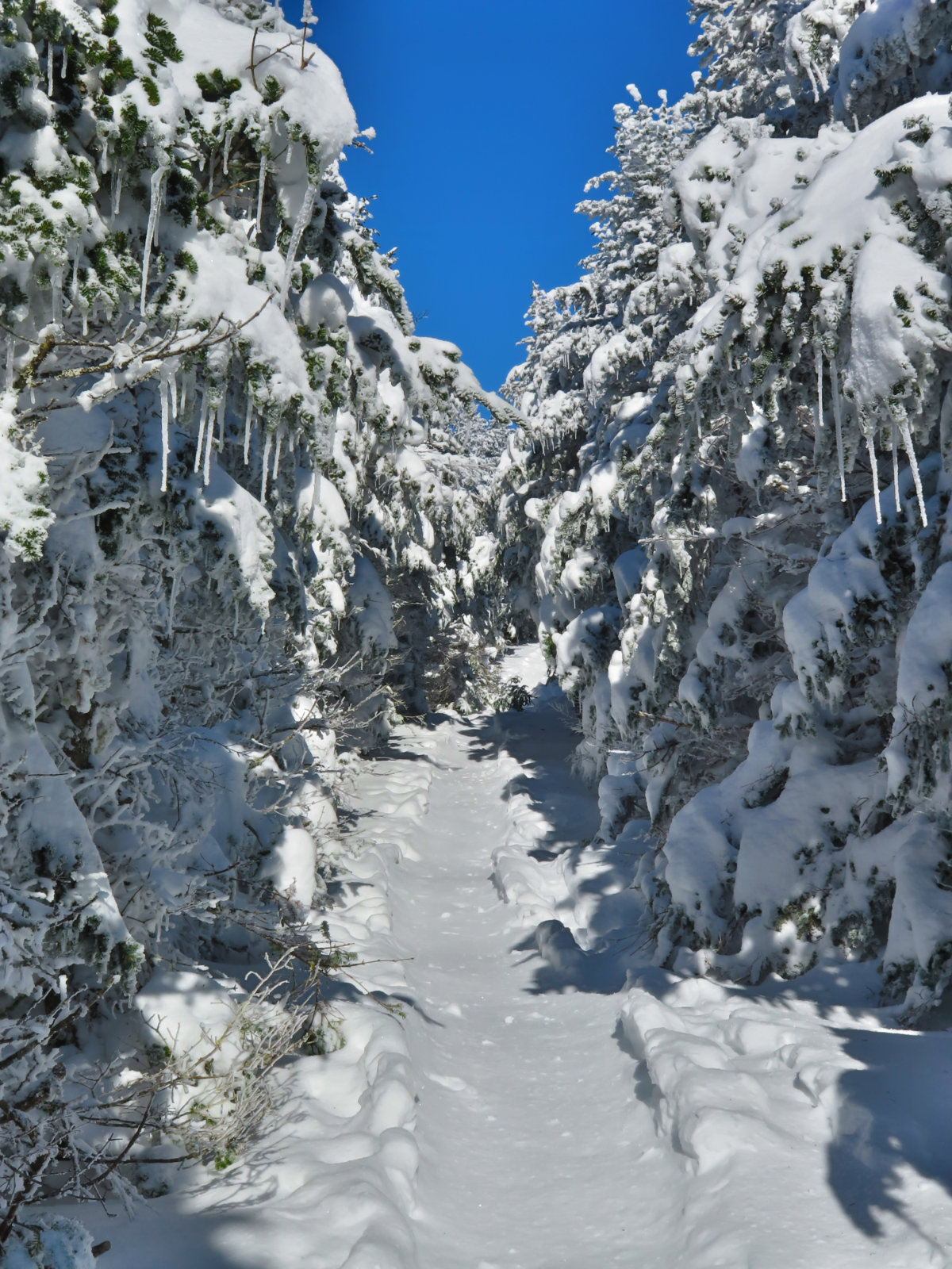 Moosilauke-Trail5-20190117