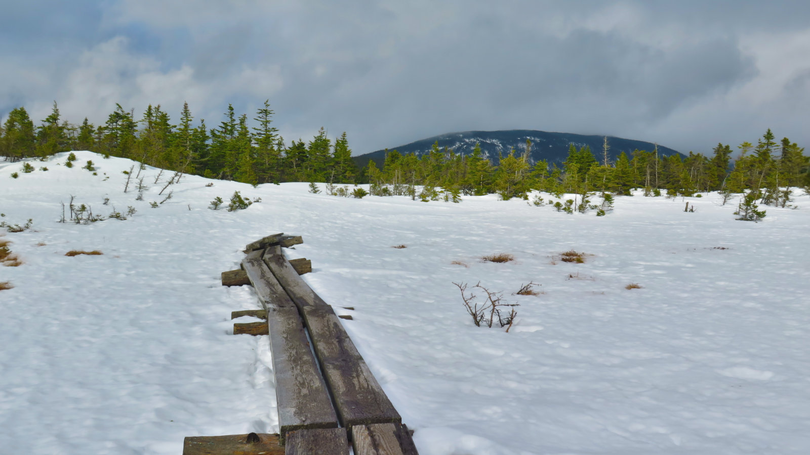 Jackson-Alpine-Bog-20190204