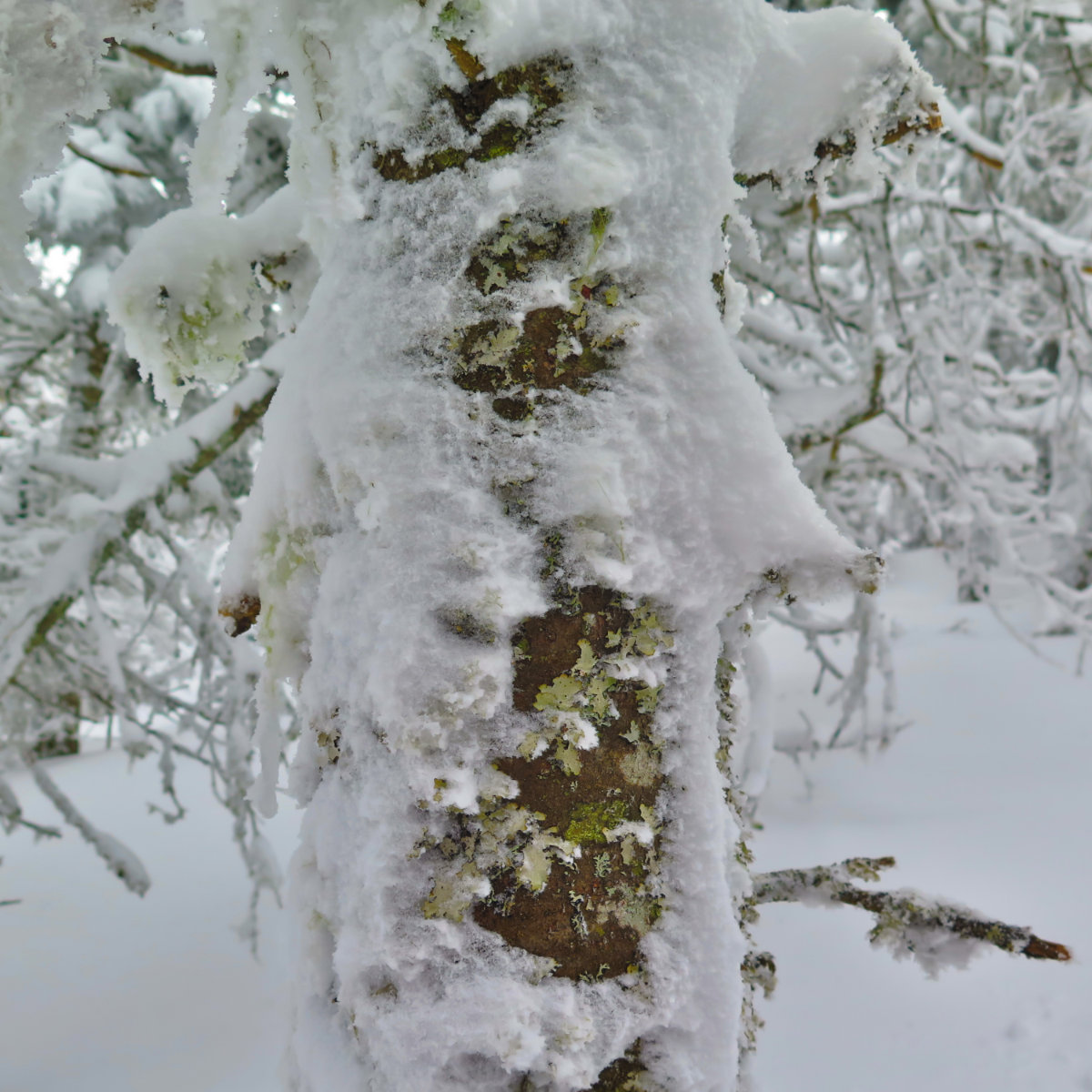 Waumbek-Snowy-Bark-20190202