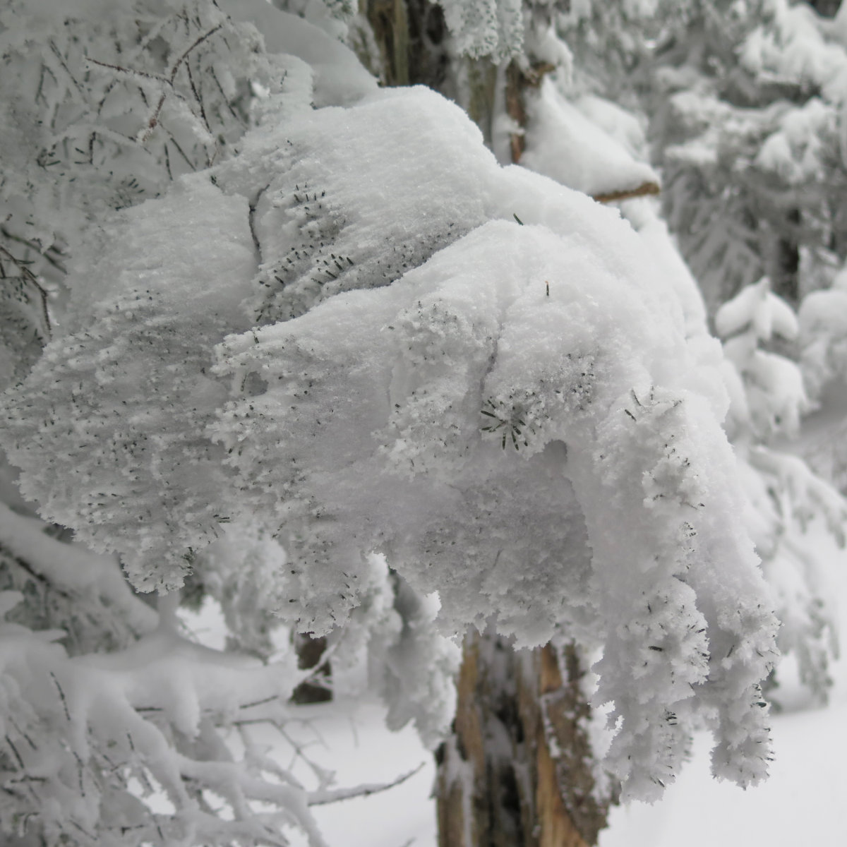 Waumbek-Snowy-Branch-20190202