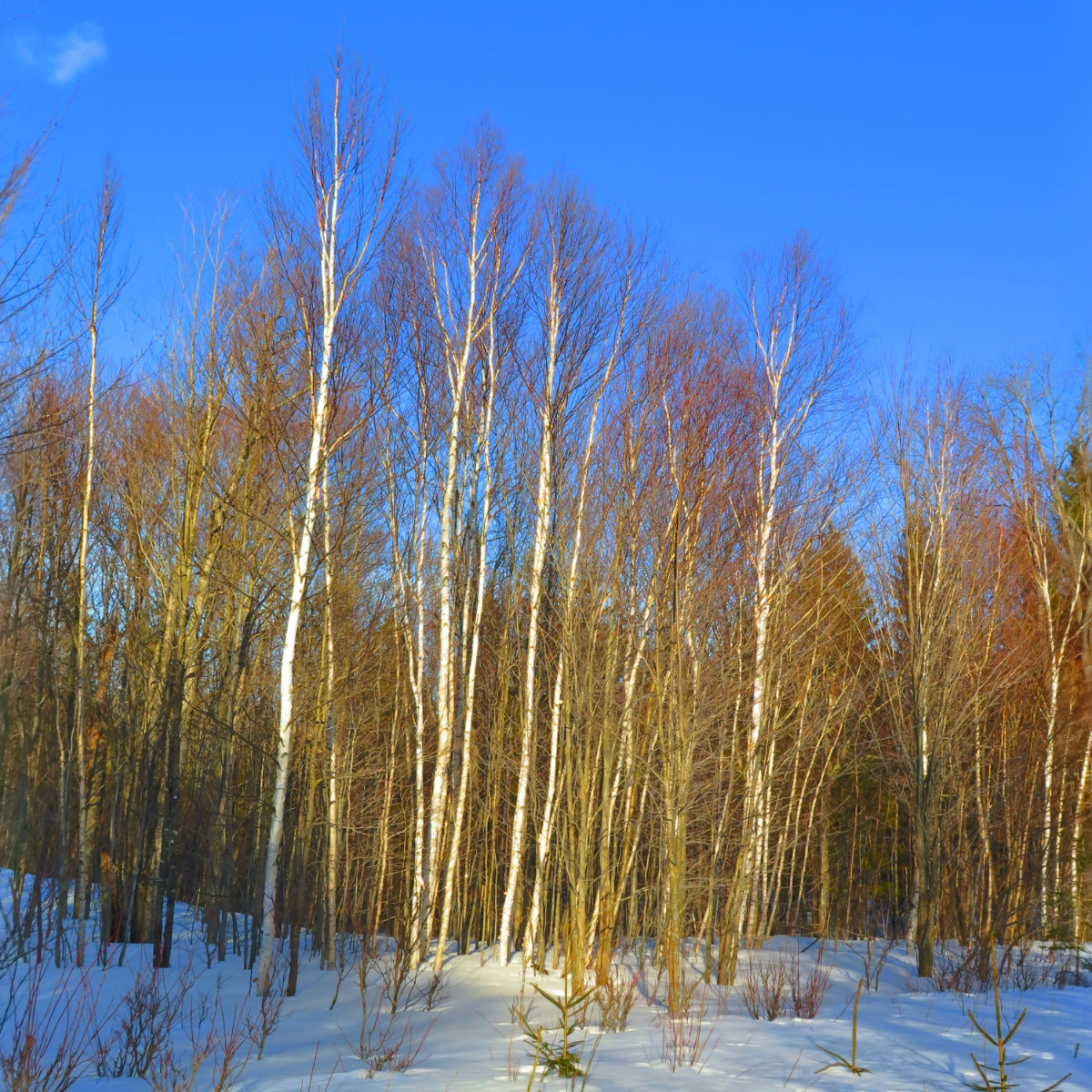Cabot-Birches-20190320