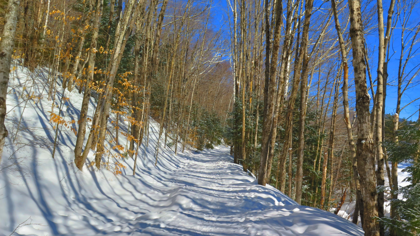 Owls-Head-LBT-20190228