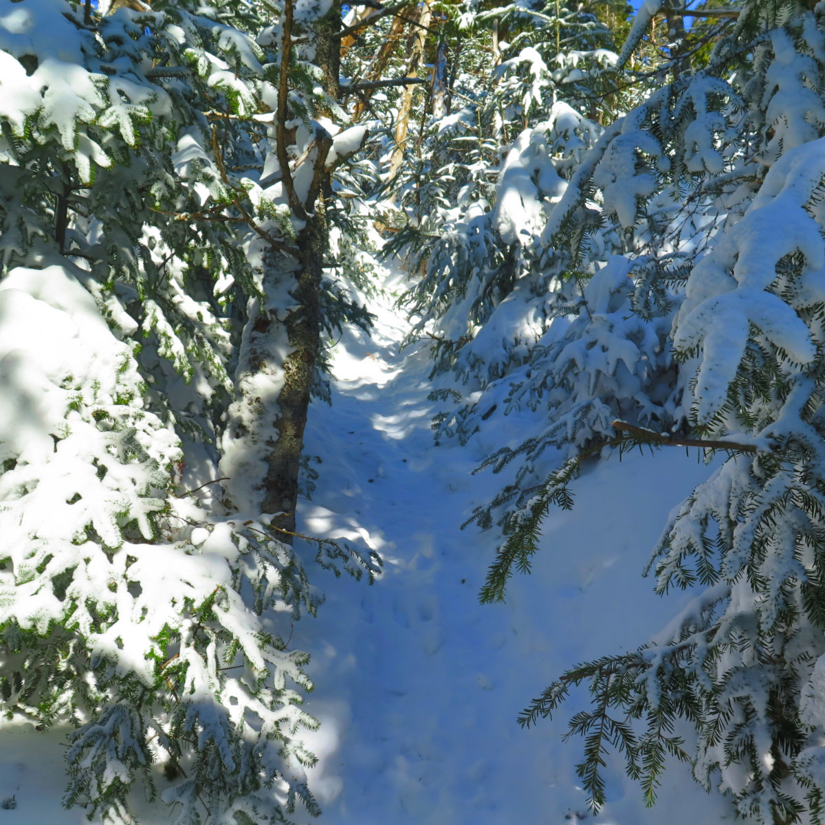 Owls-Head-Trail-Up-20190228