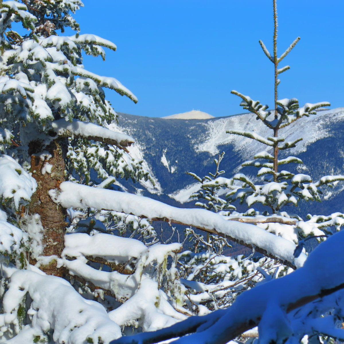 Owls-Head-Washington-Zoom-20190228