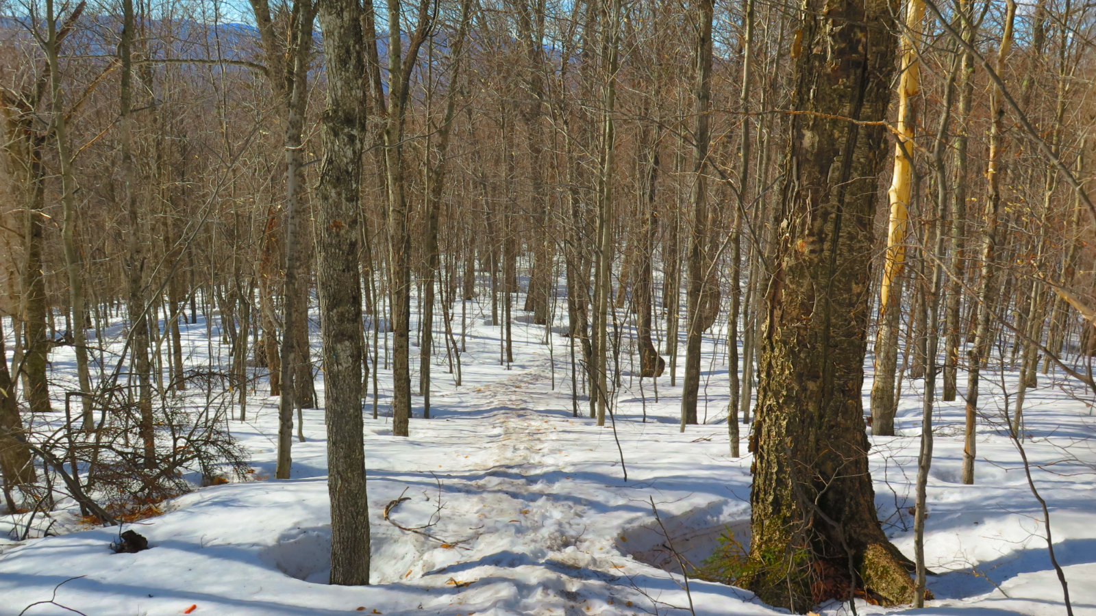 Moriah-Hardwood-Forest-20190413