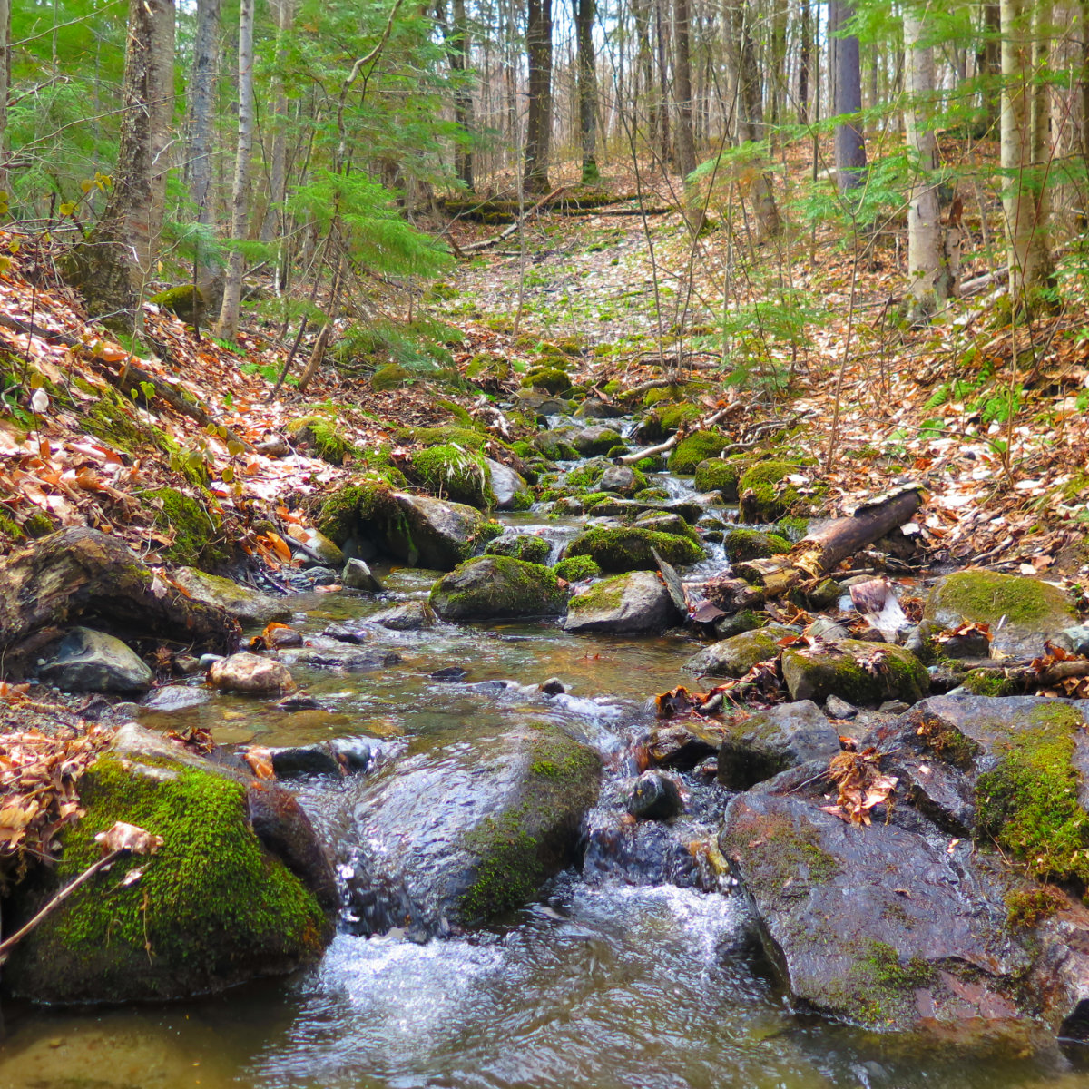 Brook-Mt-Cube-20190509