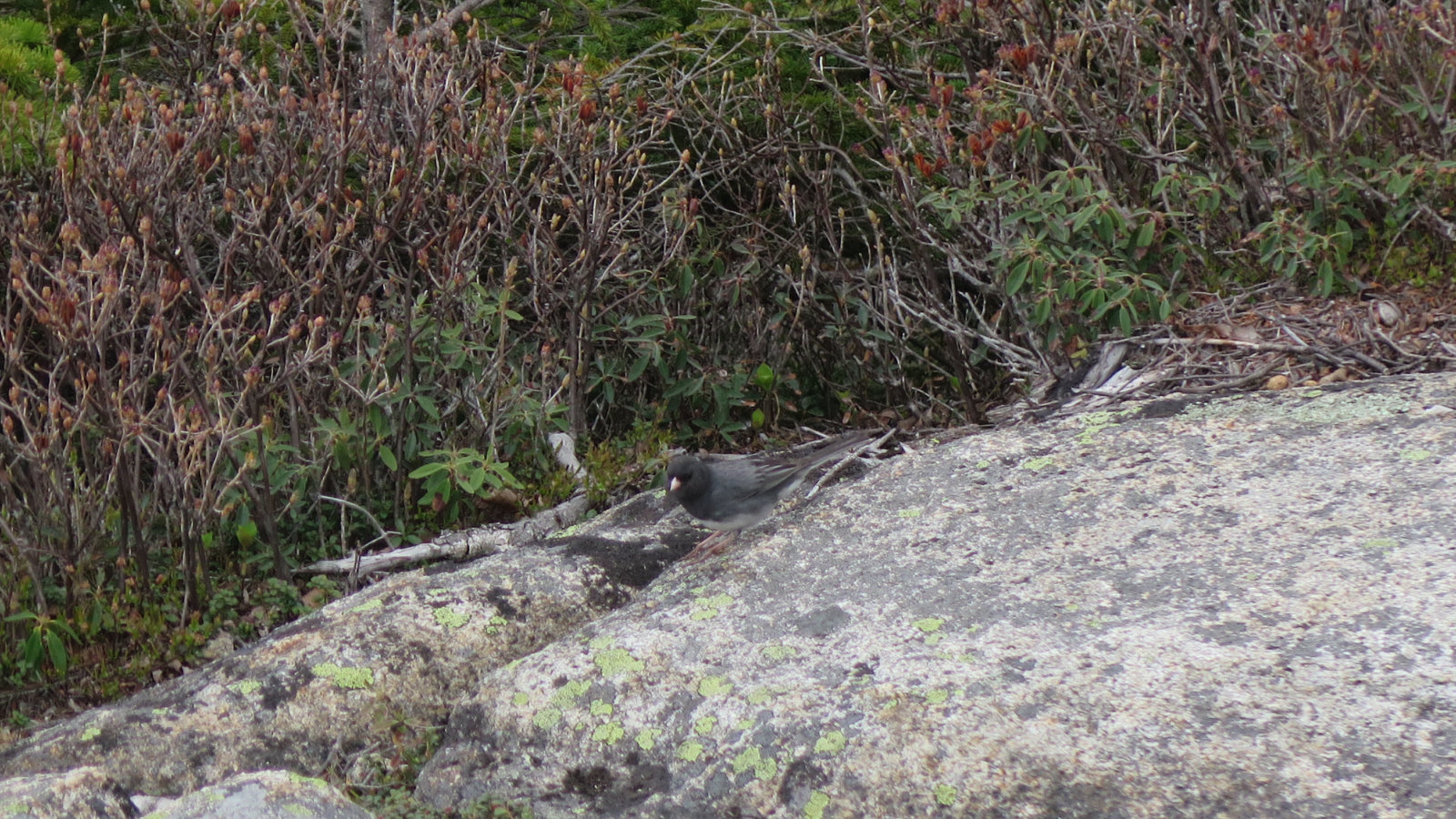 Chocorua-Junco-20190530