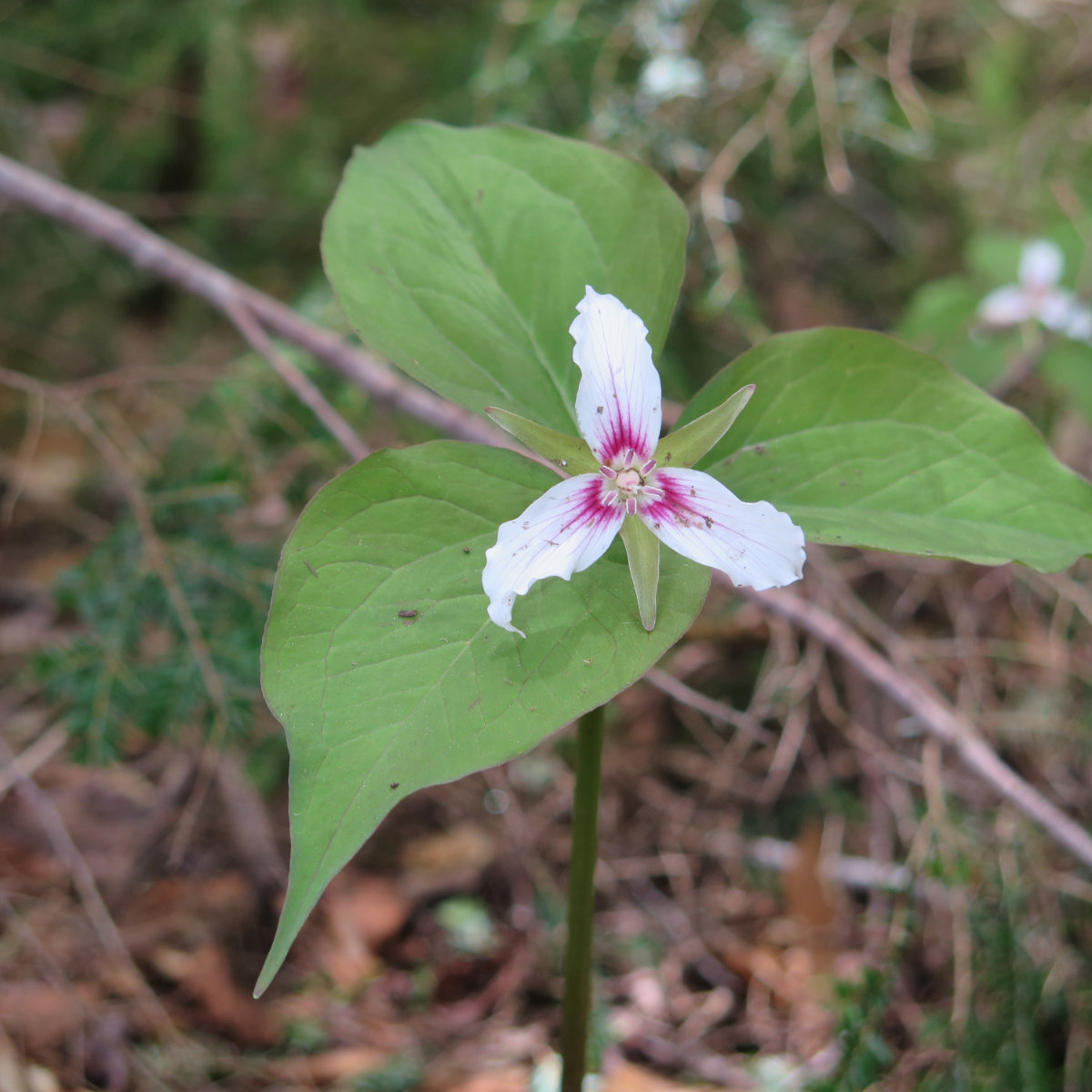 Chocorua-Painted-Trillium-20190530