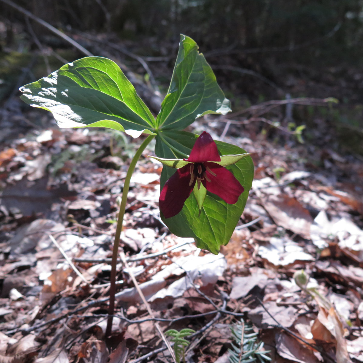 Red-Trillium-Mt-Cube-20190509