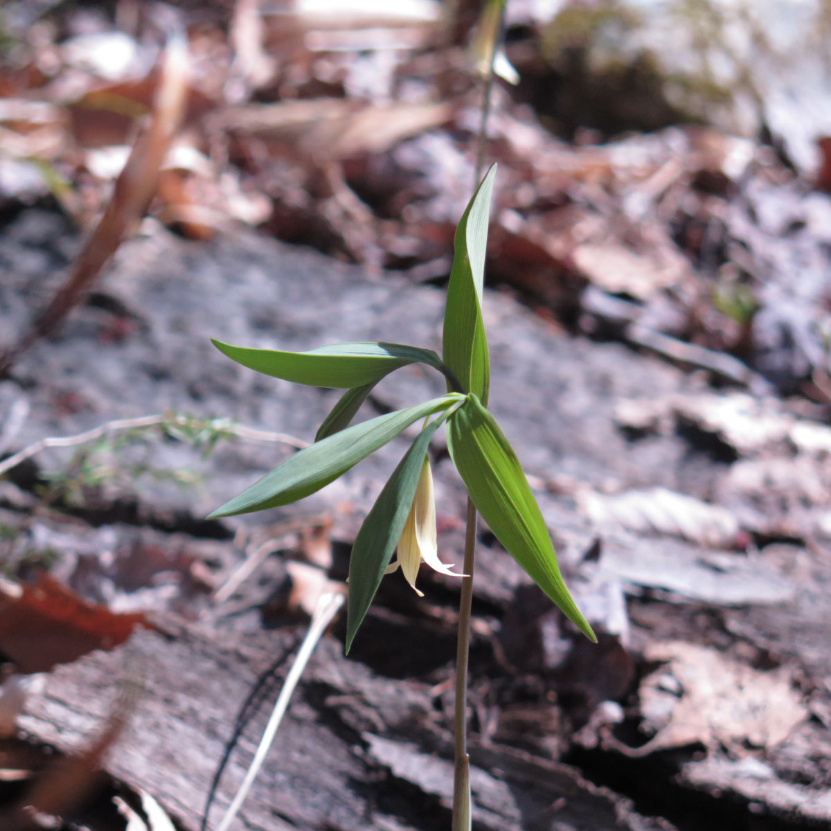 Sessile-Leaved-Bellwort-Mt-Cube-20190509