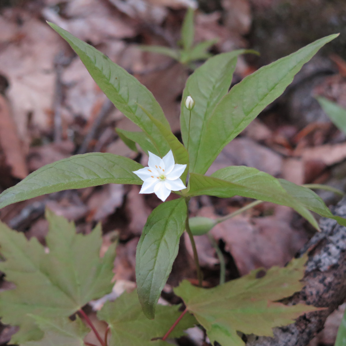 Smarts-Eastern-Starflower-20190527