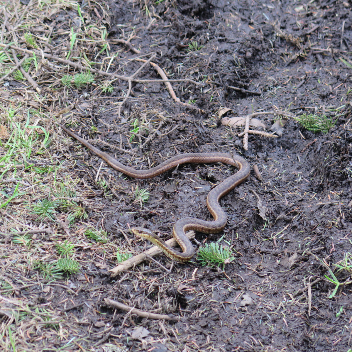 Smarts-Garter-Snake-20190527