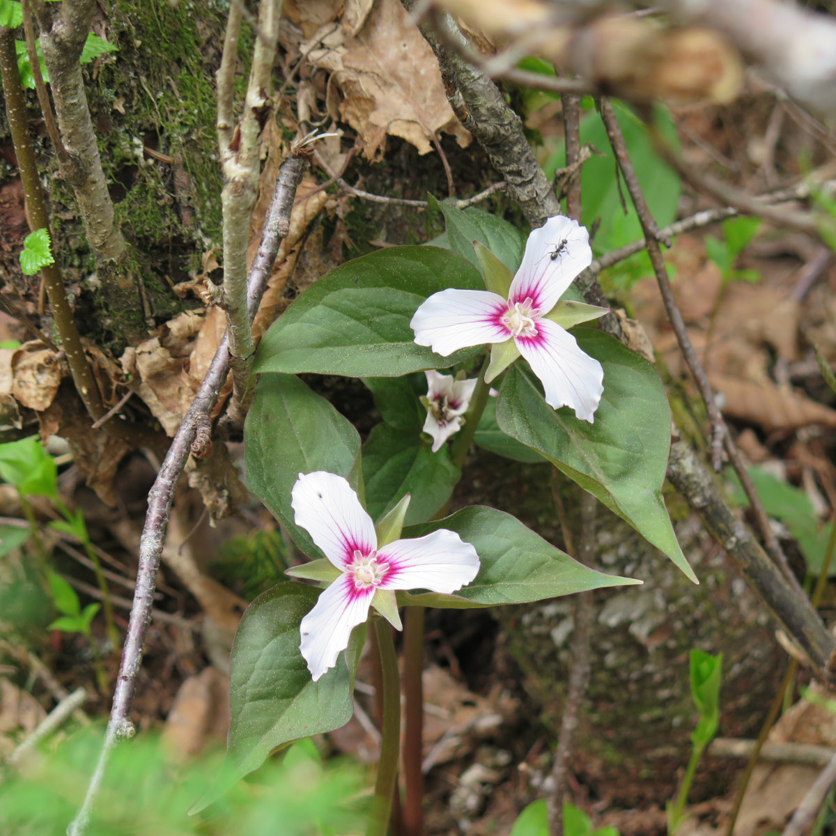 Smarts-Painted-Trillium-20190527