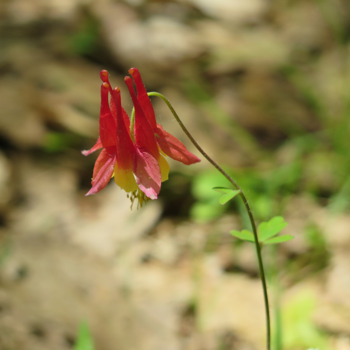 Smarts-Red-Columbine-20190527