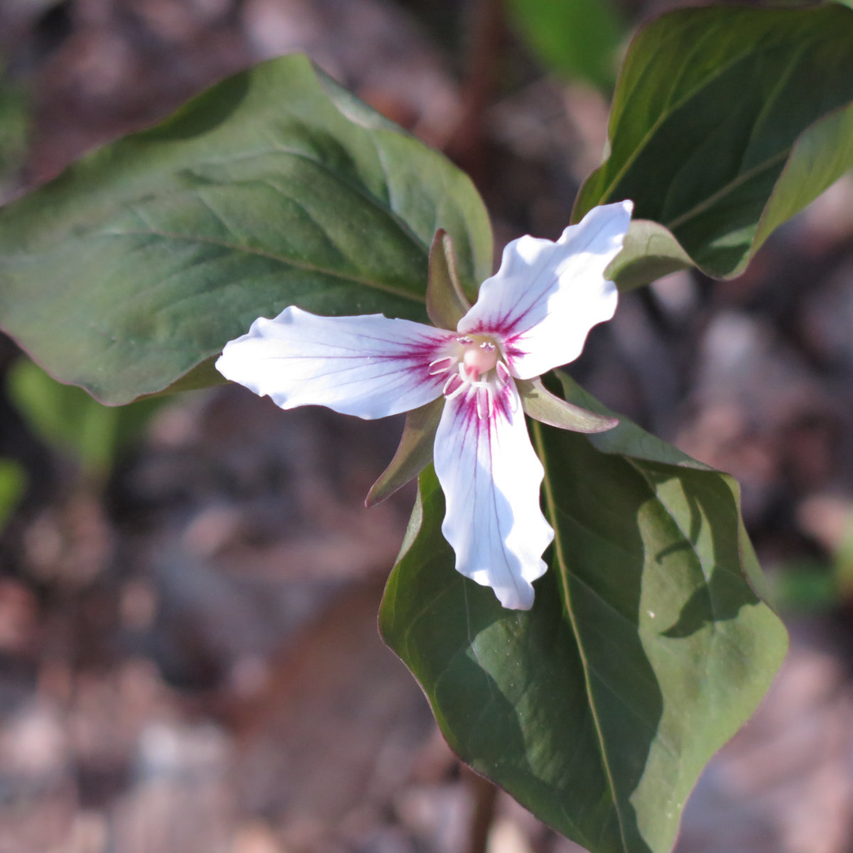 Tecumseh-Painted-Trillium-20190522