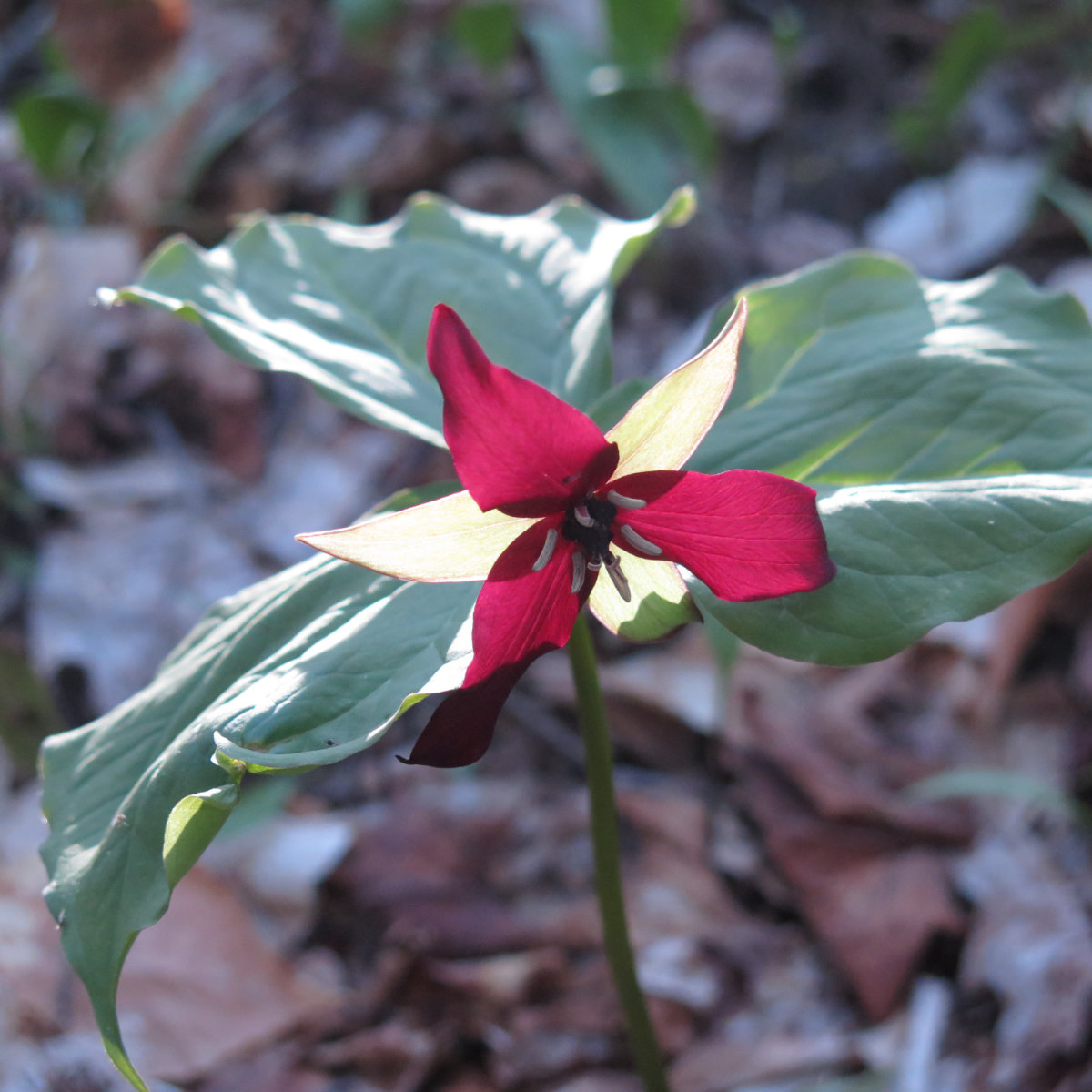 Tecumseh-Red-Trillium-20190522