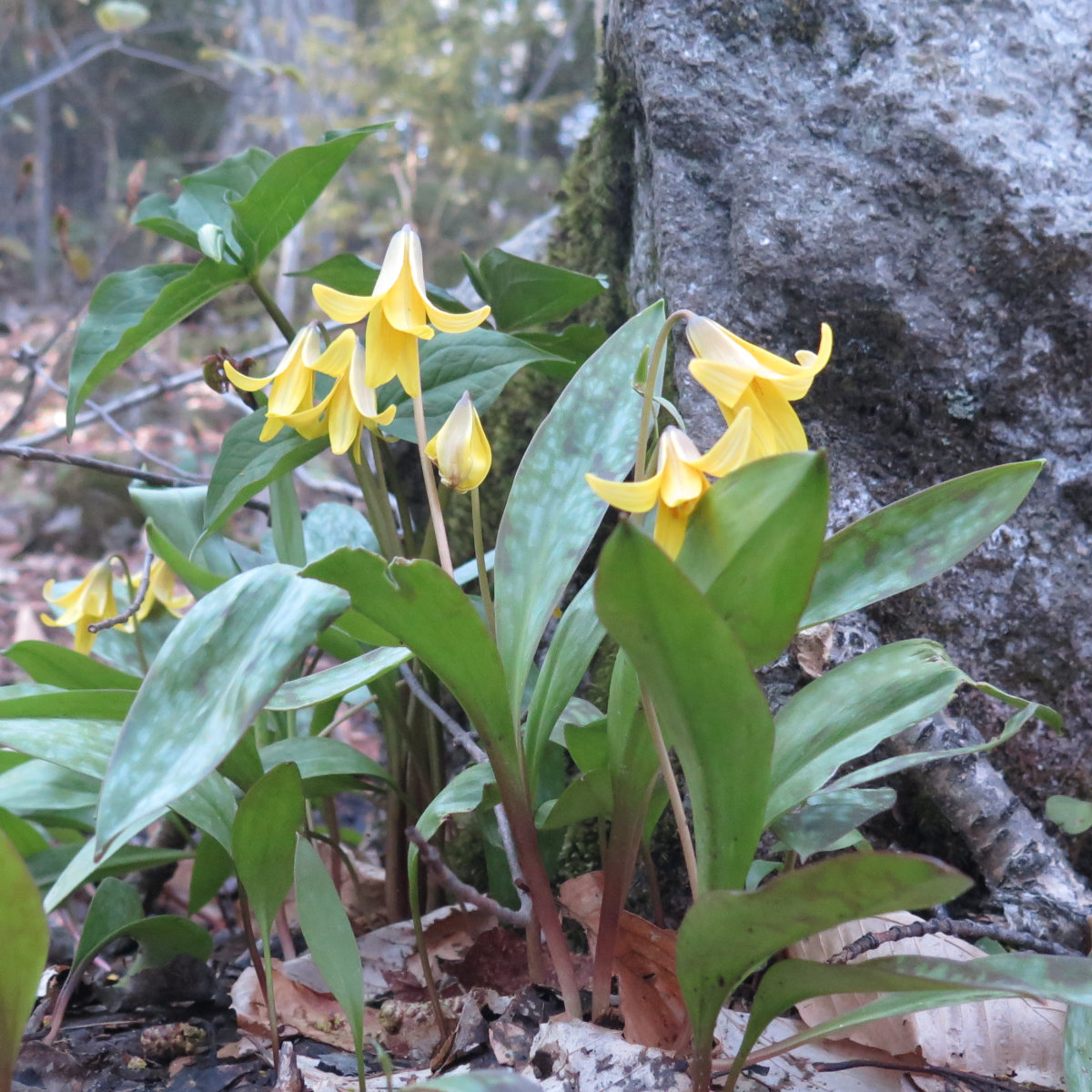 Tecumseh-Trout-Lilies-20190522