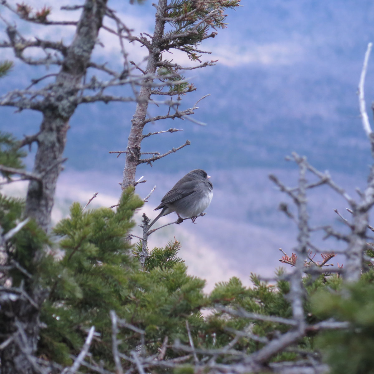 Wildcat-Slate-Junco-20190516