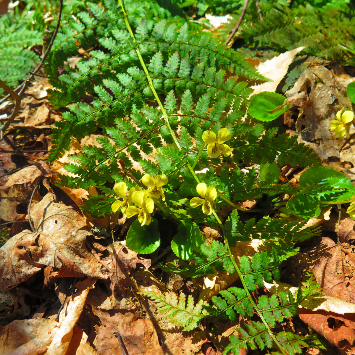 Yellow-Flowers-Mt-Cube-20190509