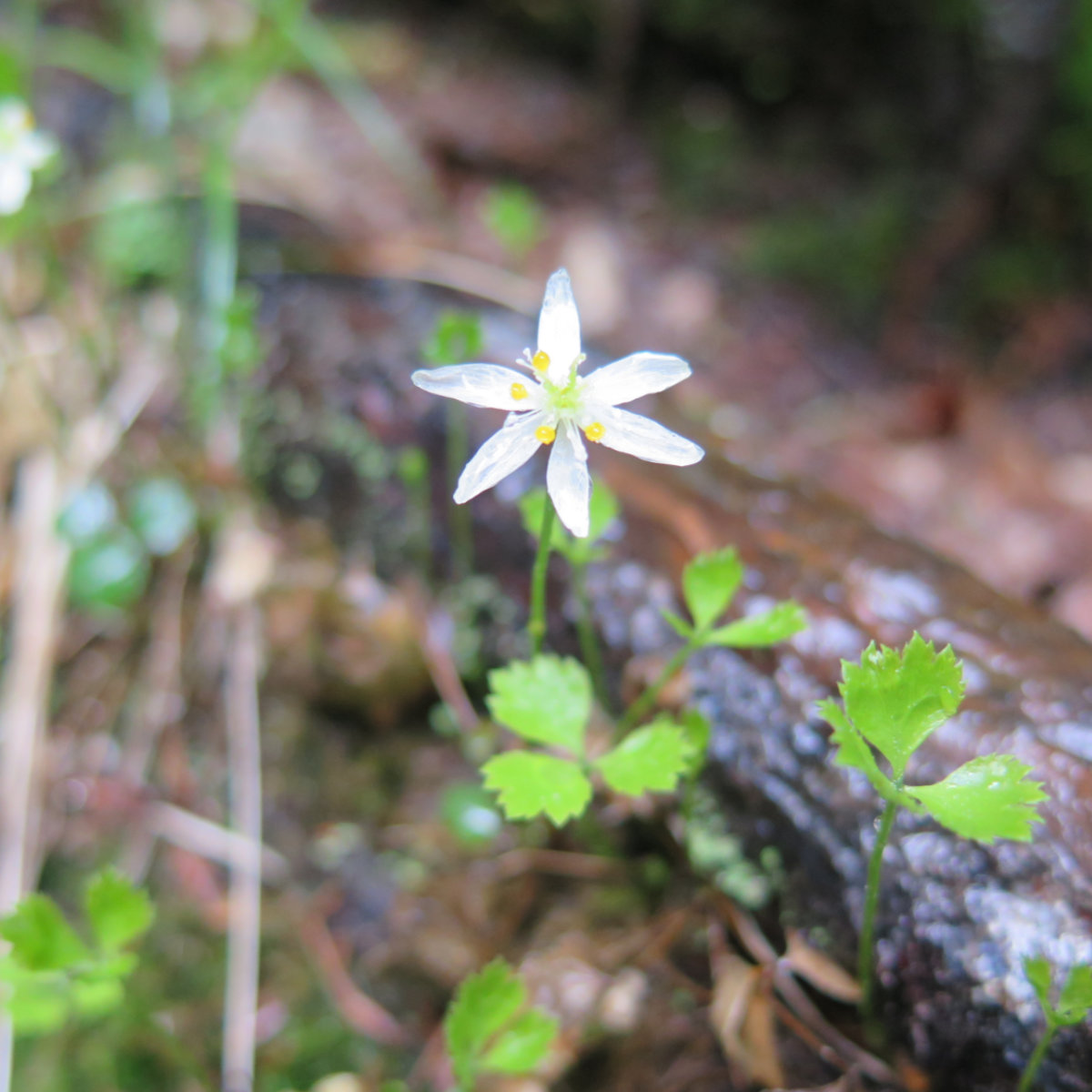 Goldthread flower blossom found in the White Mountain National Forest, New Hampshire.