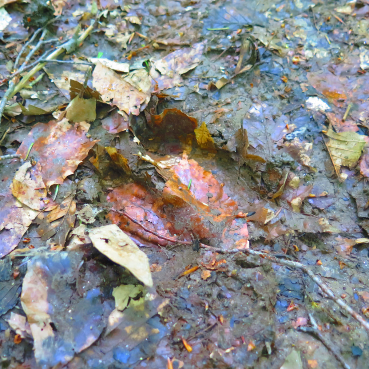 Moose hoof print on a hiking trail in the White Mountain National Forest, New Hampshire.