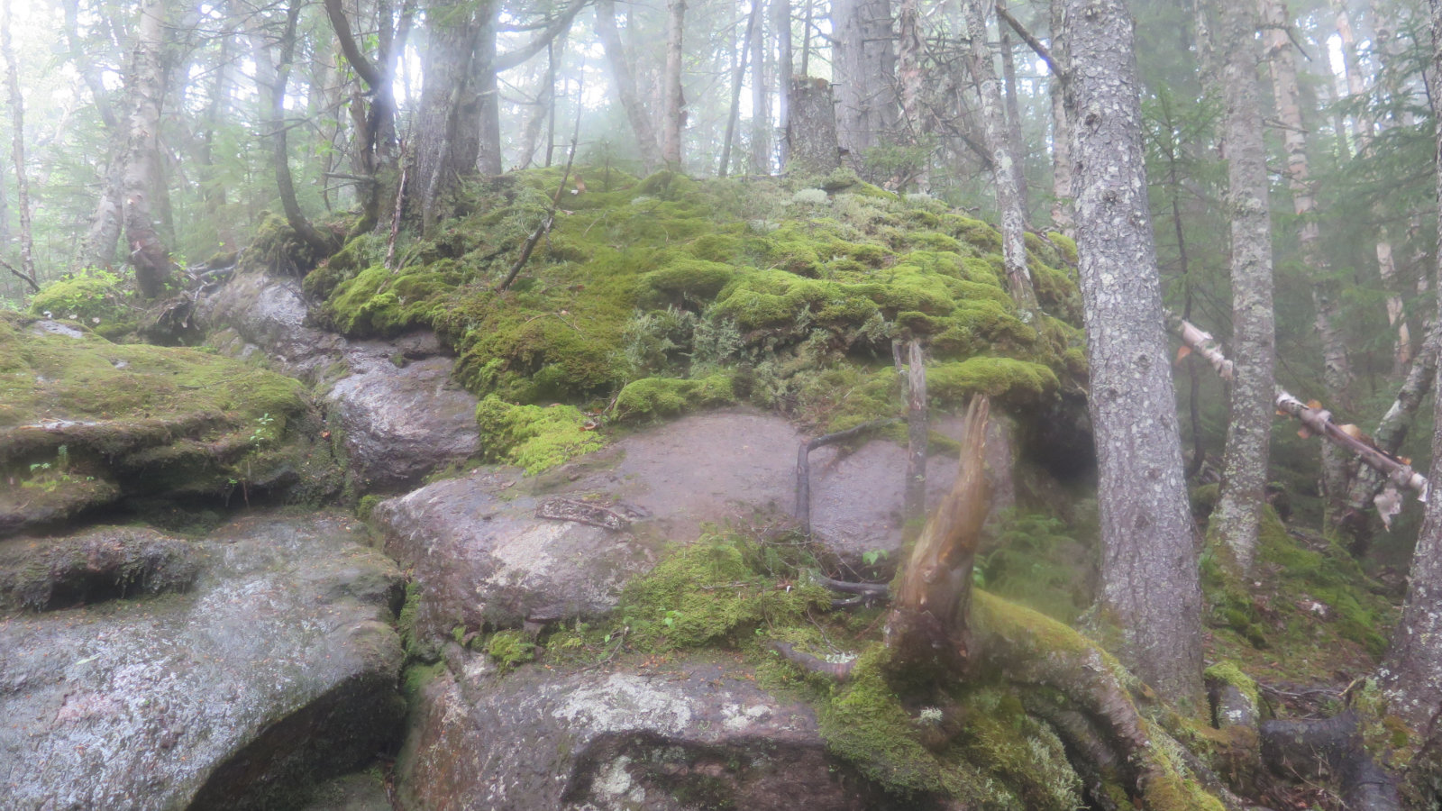 Mosses growing on a large rock. Imp Trail, Carter Range, White Mountain National Forest.