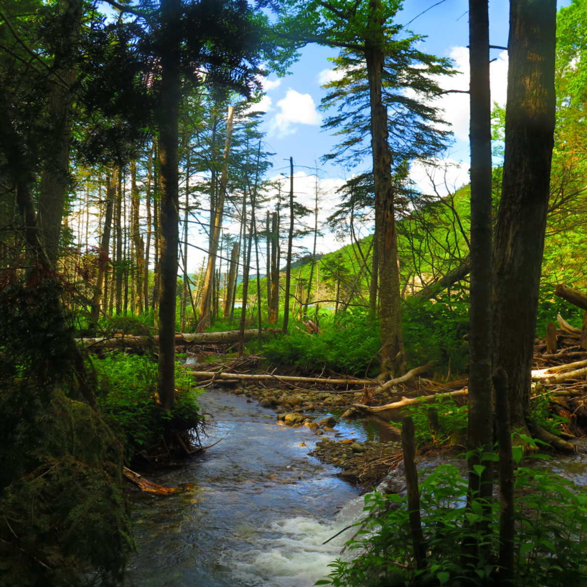 Moosilauke-Beaver-Brook-Pond-20190627