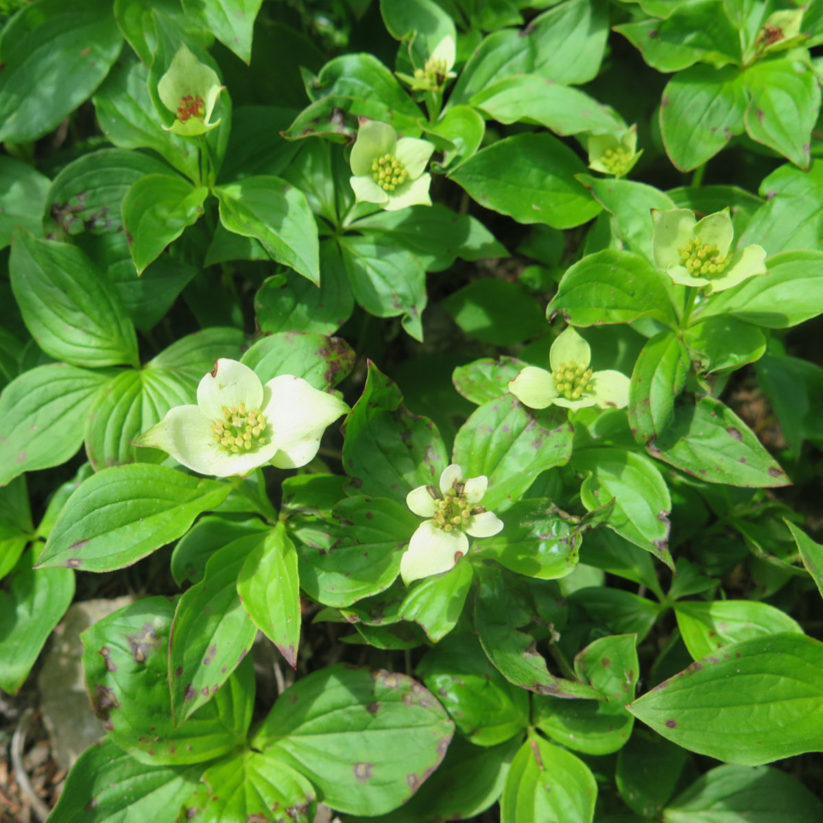 Moosilauke-Bunchberries-20190627