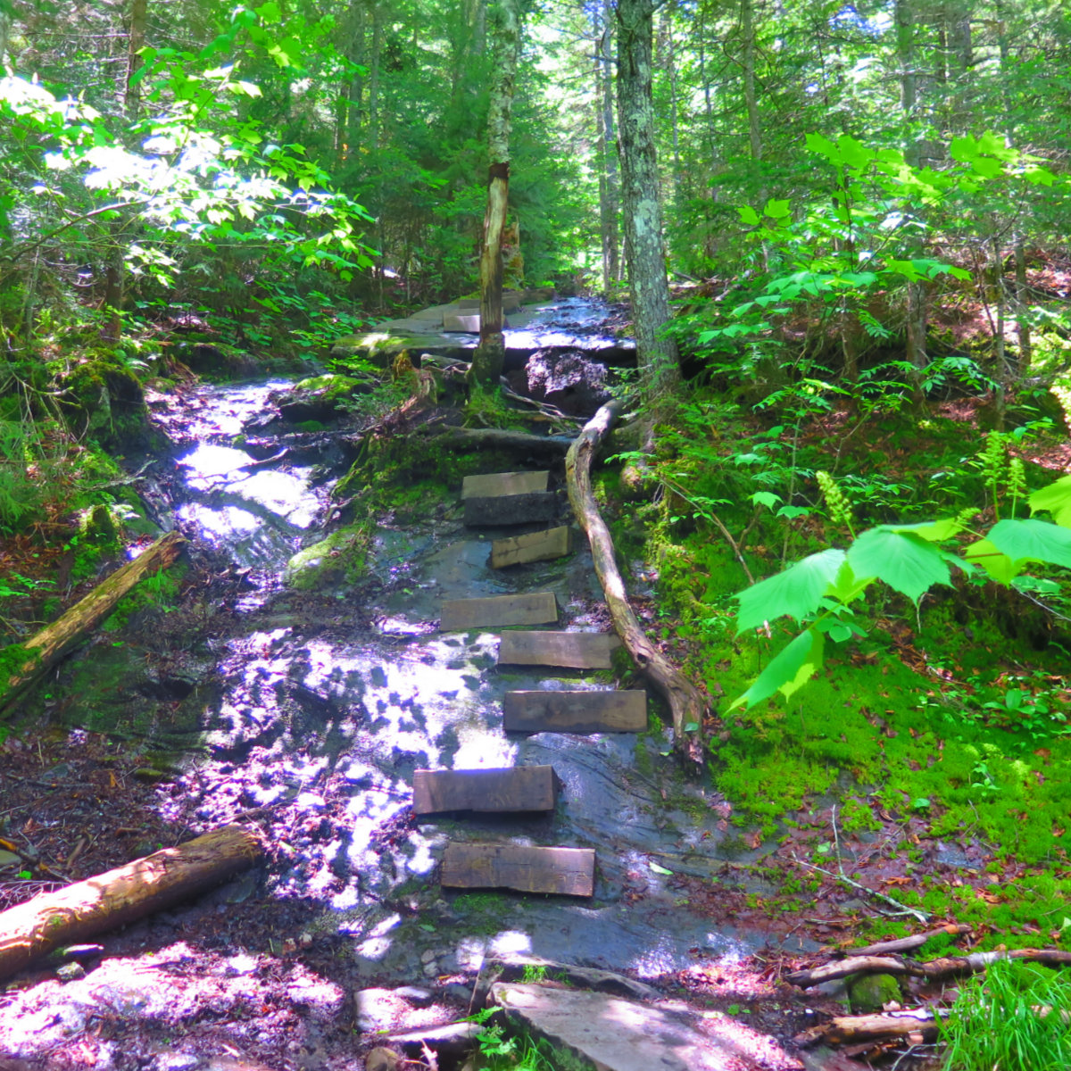 Moosilauke-Steps-20190627