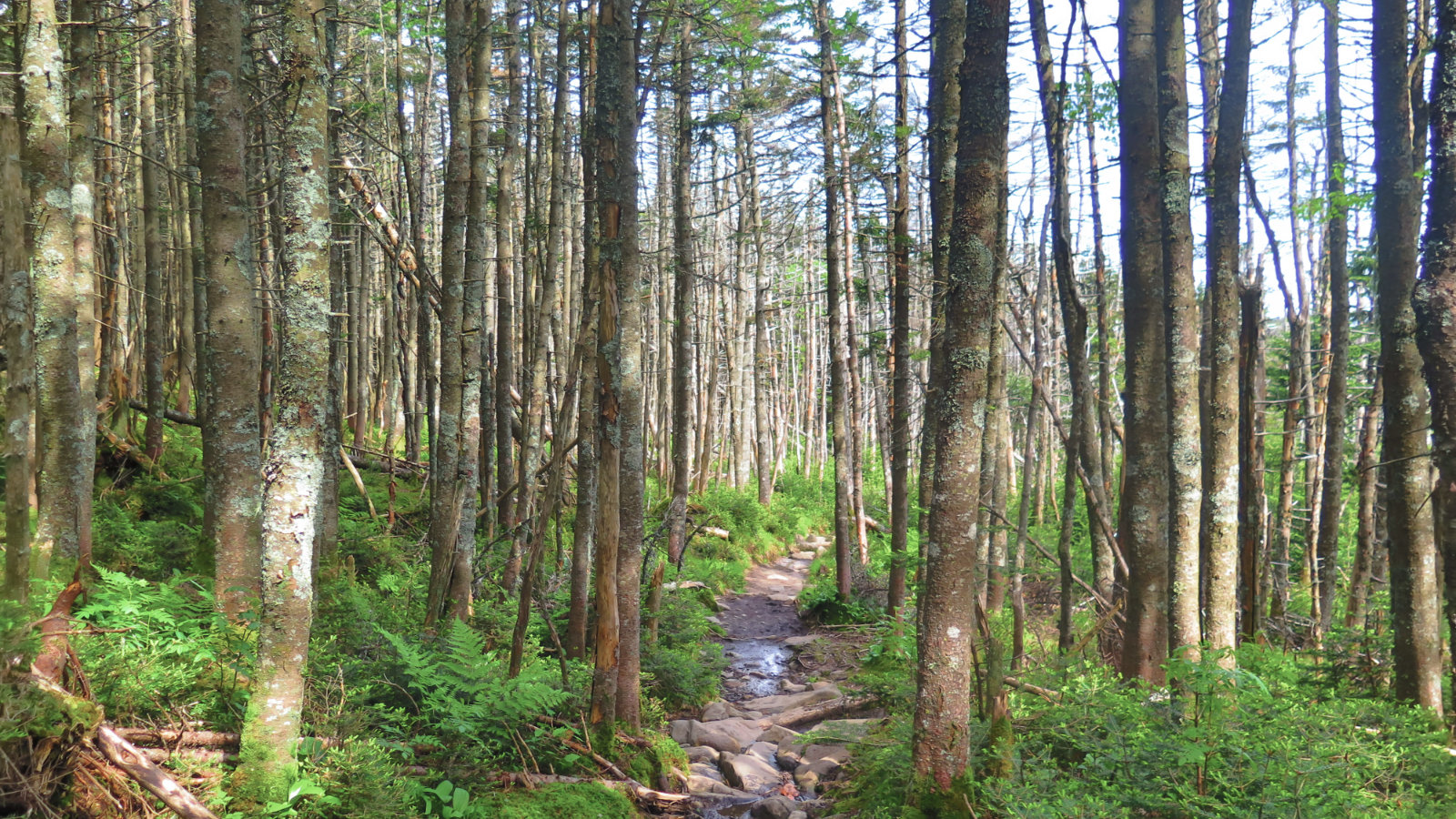 Moosilauke-Trail-20190627