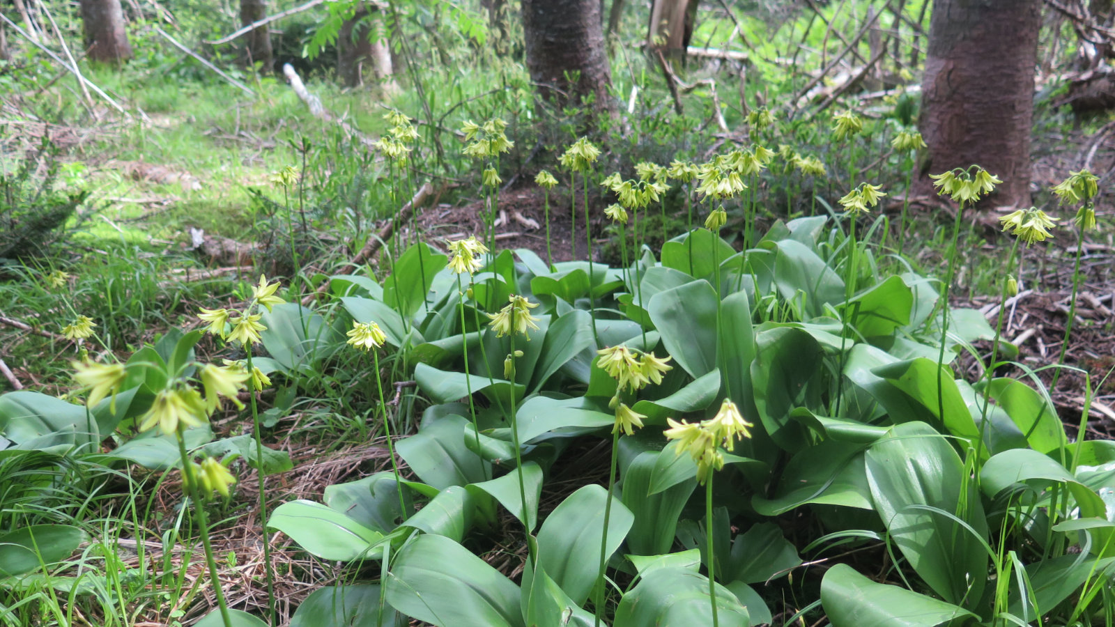 Moosilauke-Trout-Lilies-20190627