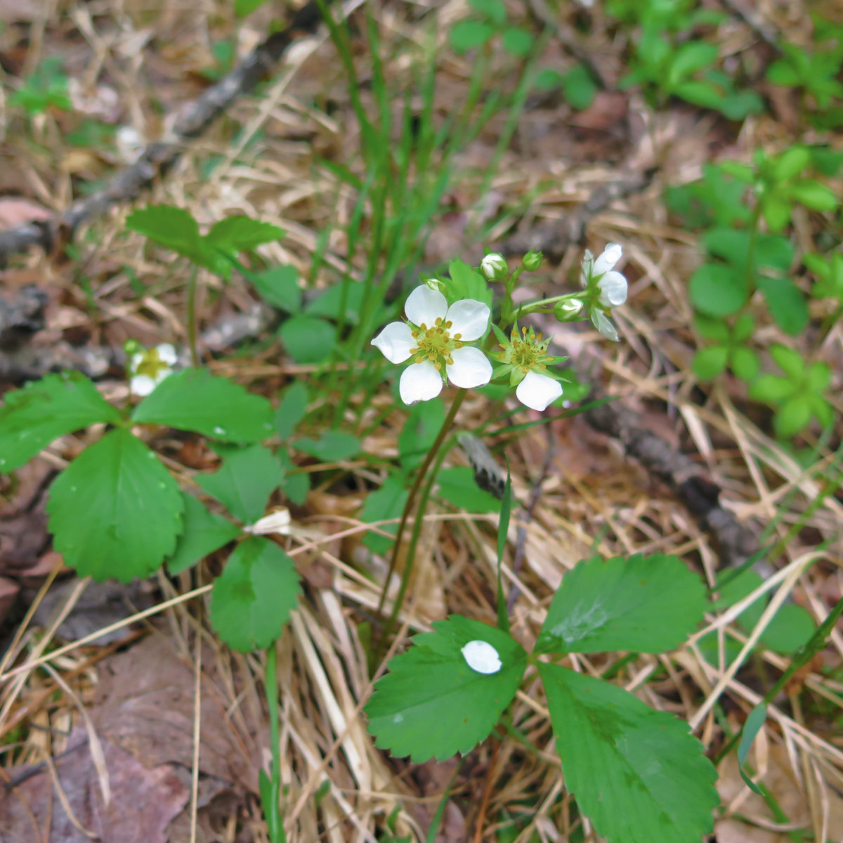 Common Strawberry found at trailside on Sandwich Mountain, White Mountain National Forest, New Hampshire.