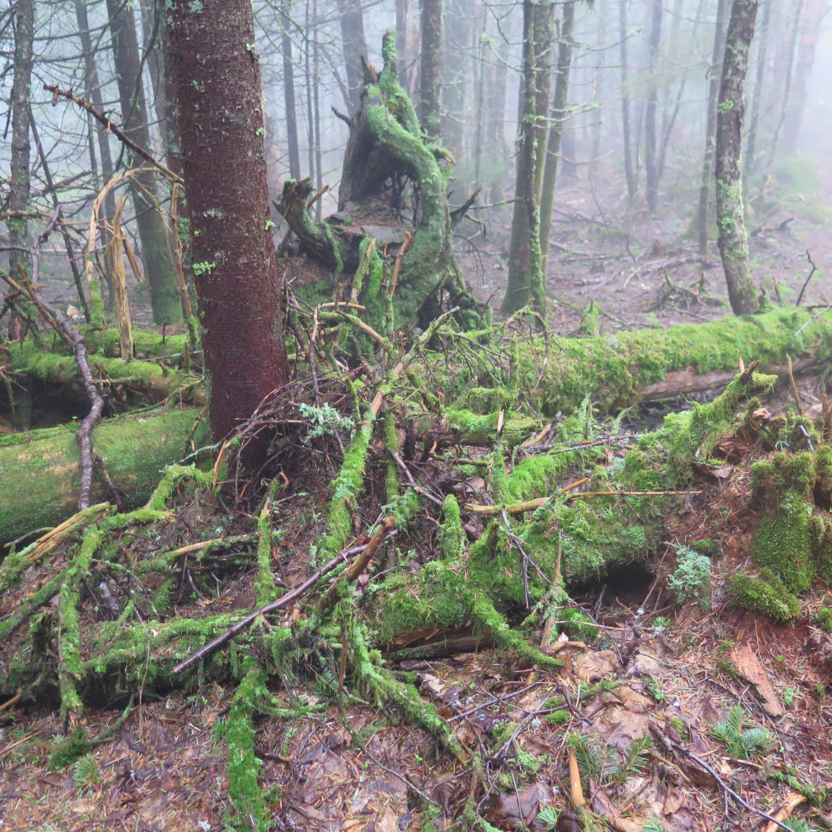 Moss covered tree trunks at trailside on Sandwich Mountain, White Mountain National Forest, New Hampshire.