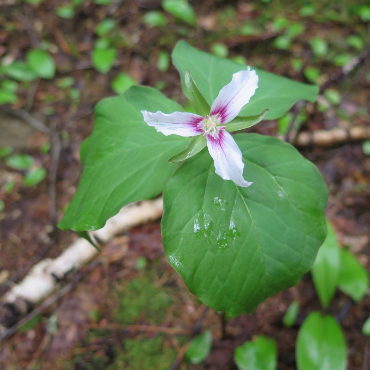 Painted trillium found at trailside on Sandwich Mountain, White Mountain National Forest, New Hampshire.