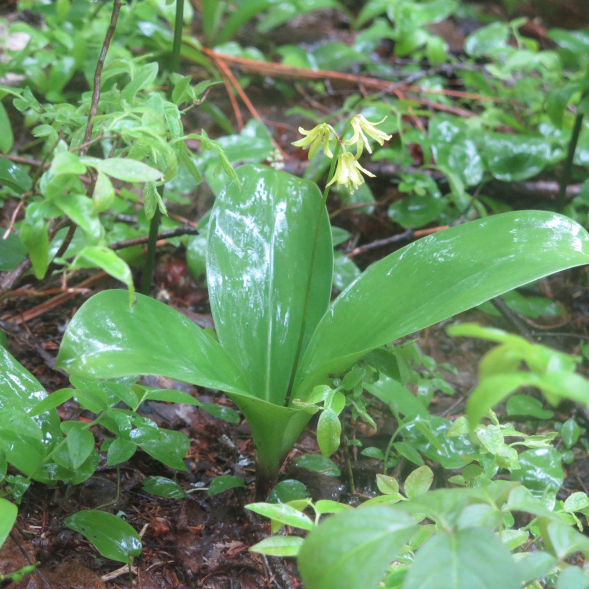 Twin-Mountain-Bluebeard-Lily-20190620