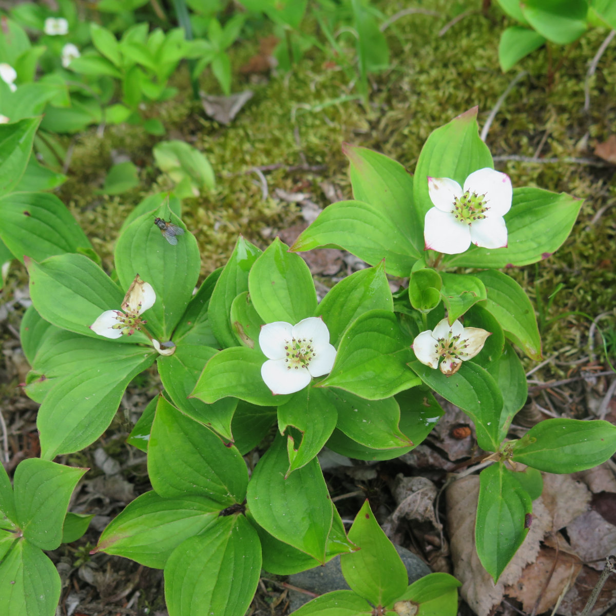 Twin-Mountain-Bunchberry-20190620