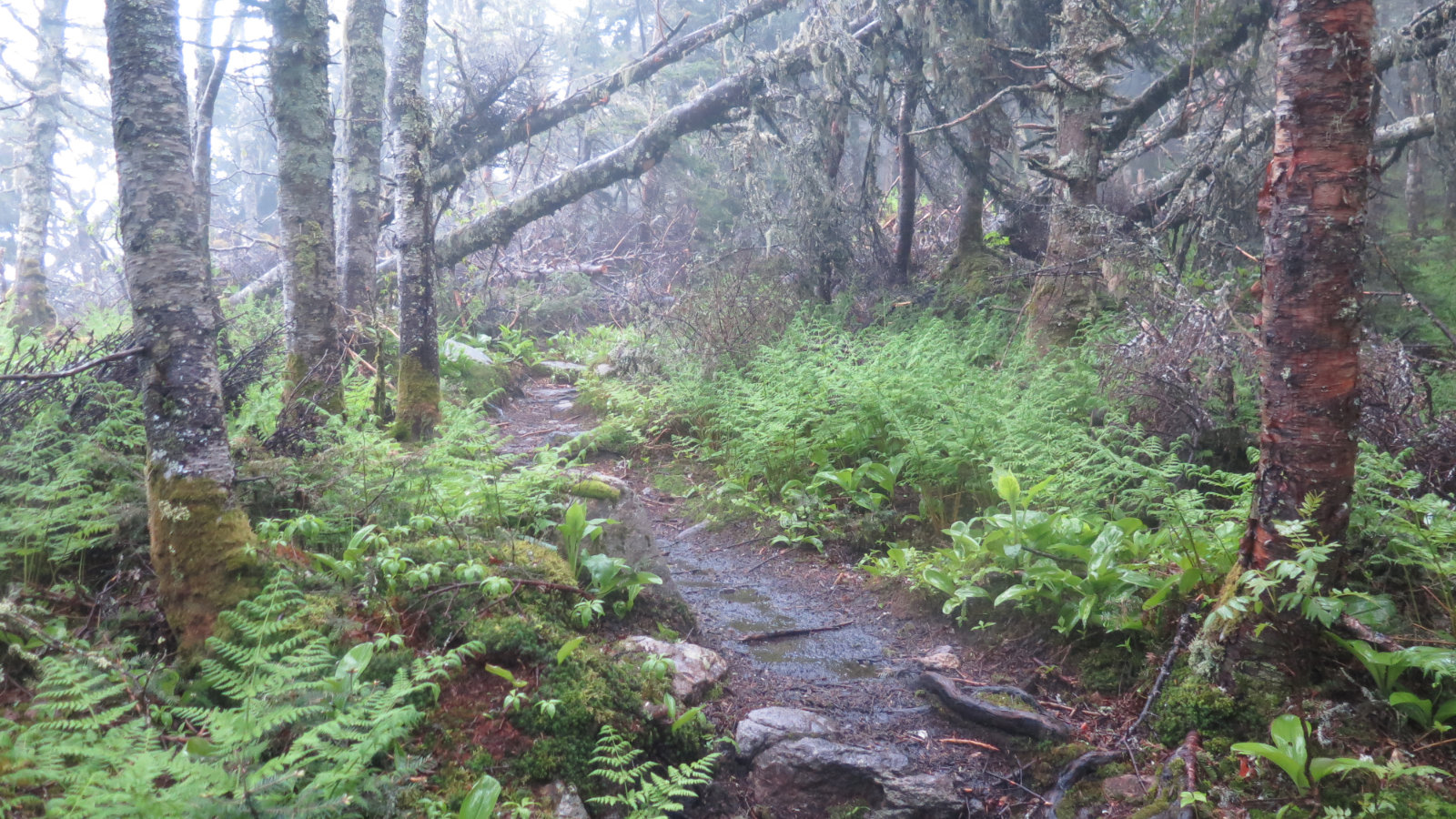 Twin-Mountain-Misty-Trail-20190620