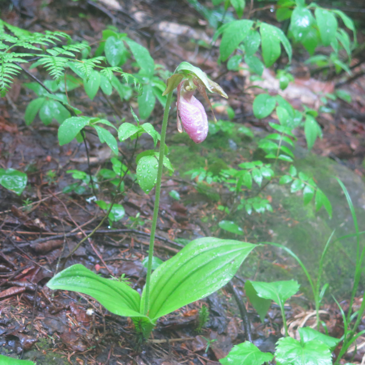 Twin-Mountain-Pink-Lady-Slipper-20190620