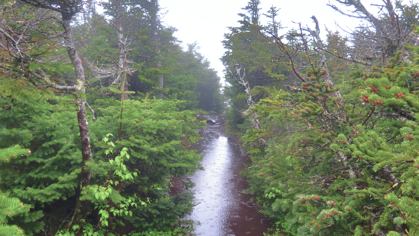 Twin-Mountain-Wet-Trail-20190620