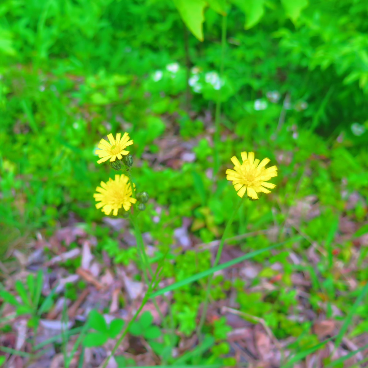 Twin-Mountain-Yellow-Hawkweed-20190620