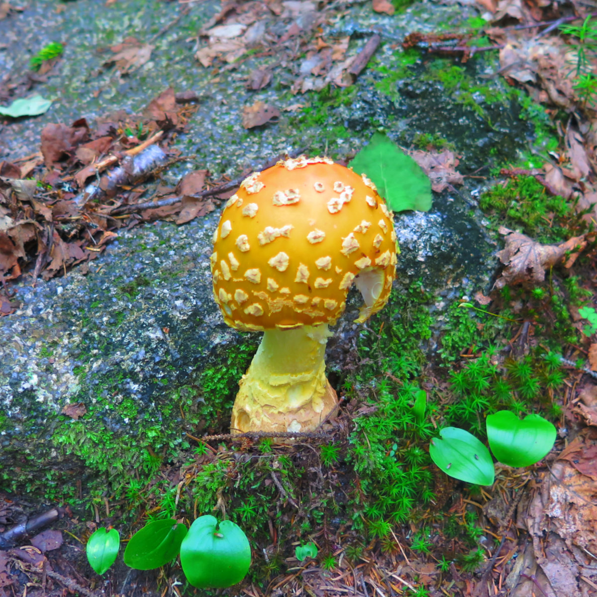 Amanita-Flavorubens-Sentinel-Peak-BSP-20190706