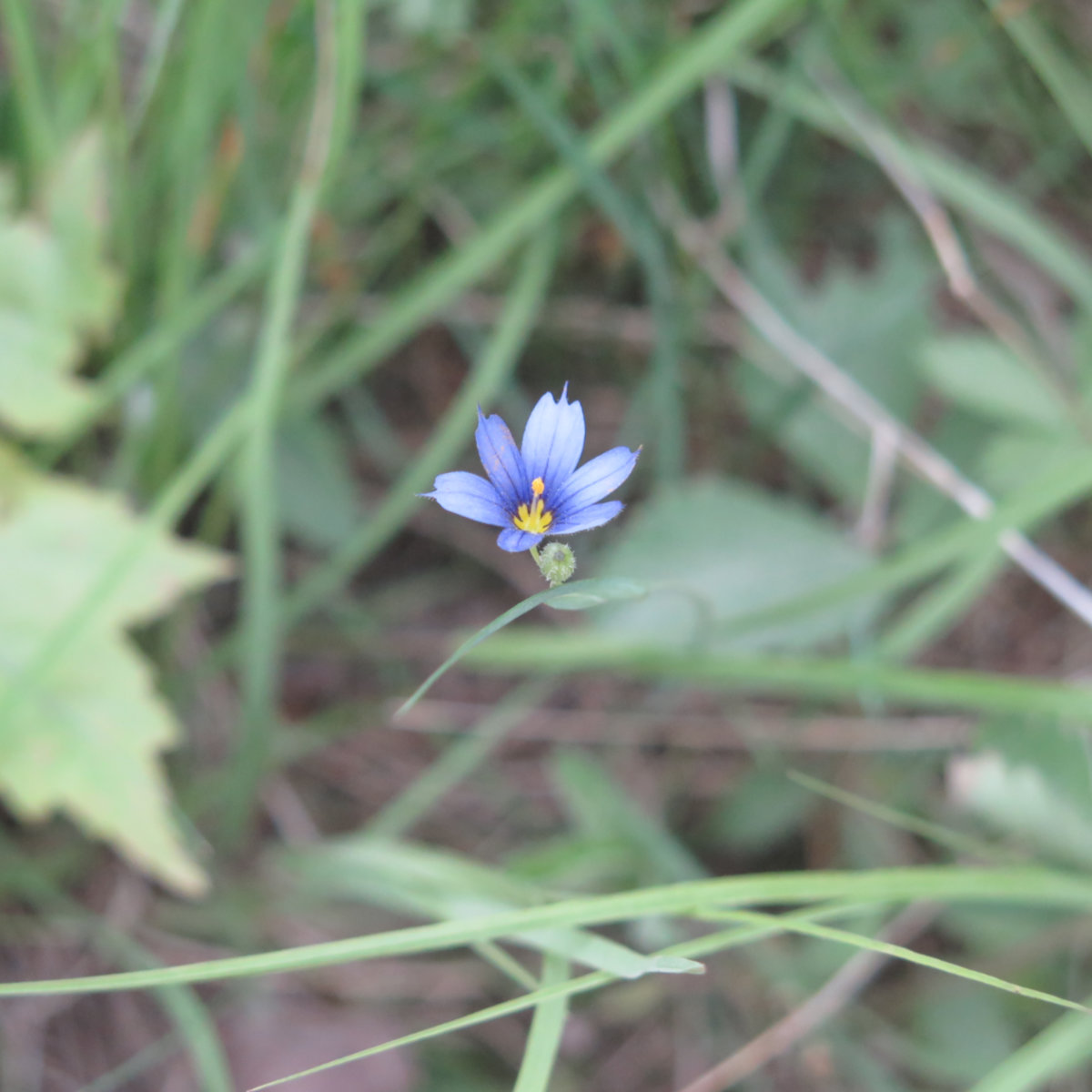 Blue-Eyed-Grass-BSP-20190705