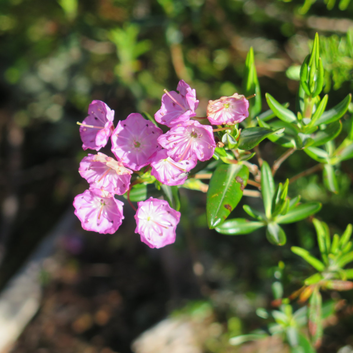 Bog-Laurel-Brother-BSP-20190701