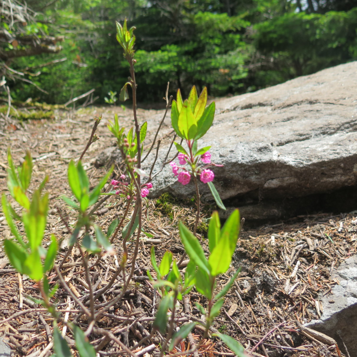 Bog_Laurel_Cannon_20190715