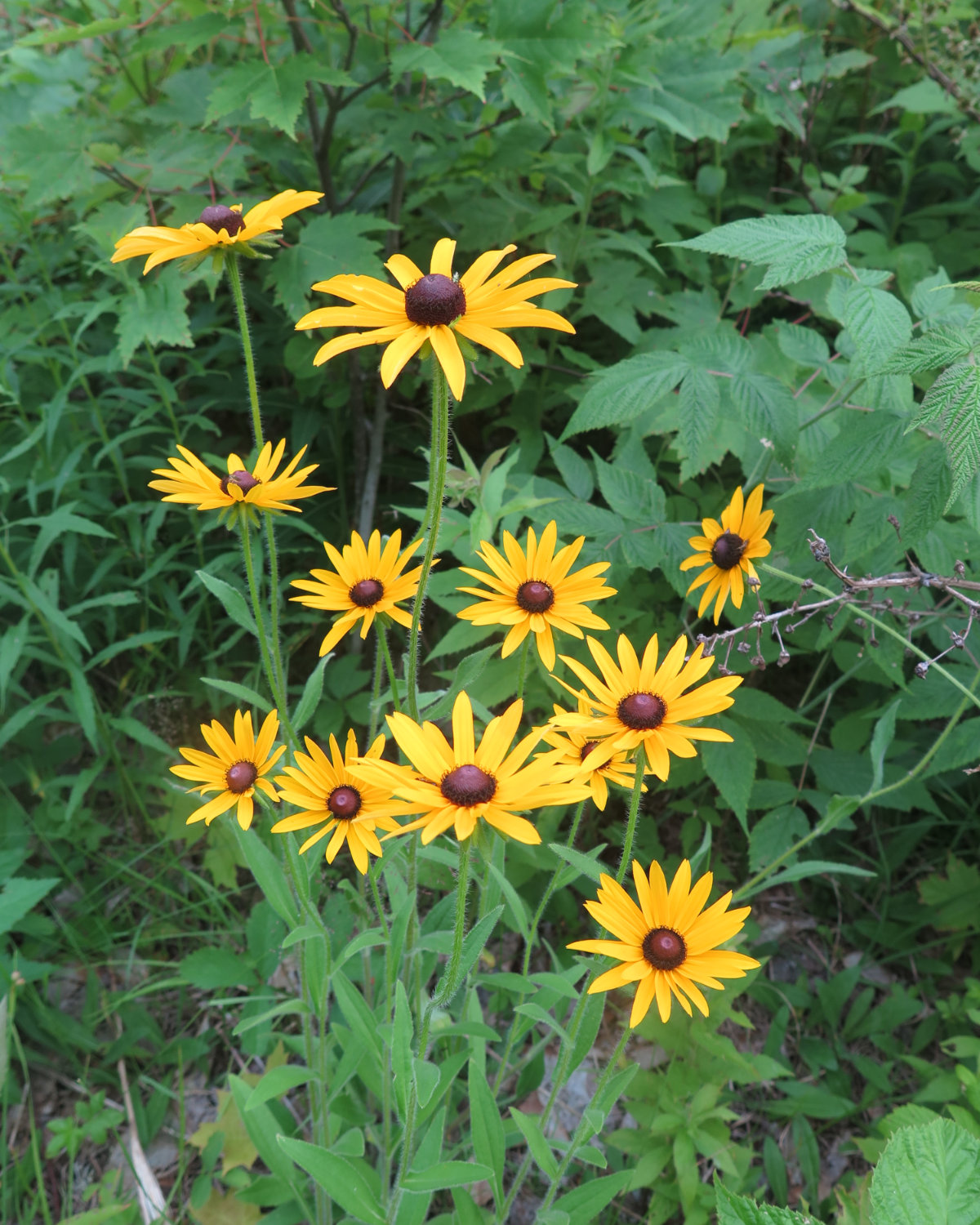 Bunch_of_Black_Eyed_Susans_Cabot_20190718