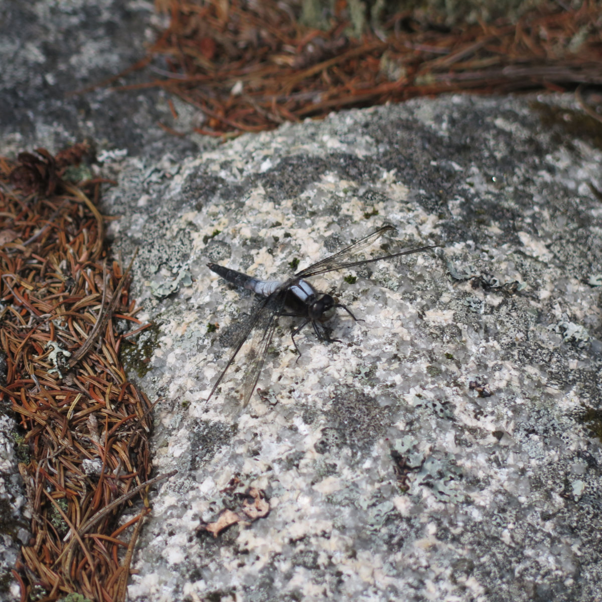 Chalk-Fronted-Corporal-Dragonfly-2-BSP-20190703