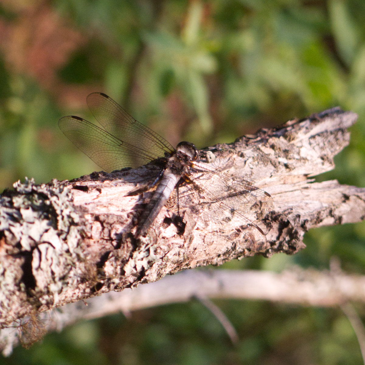 Chalk-Fronted-Corporal-Dragonfly-BSP-20190703