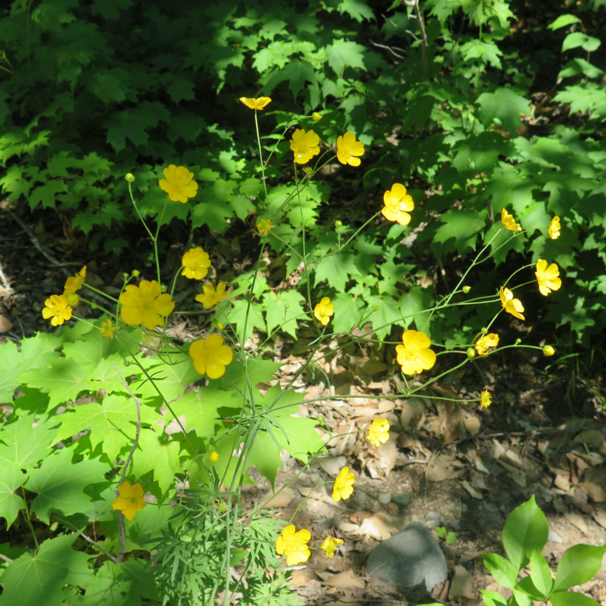 Cinquefoil-South-Turner-BSP-20190705