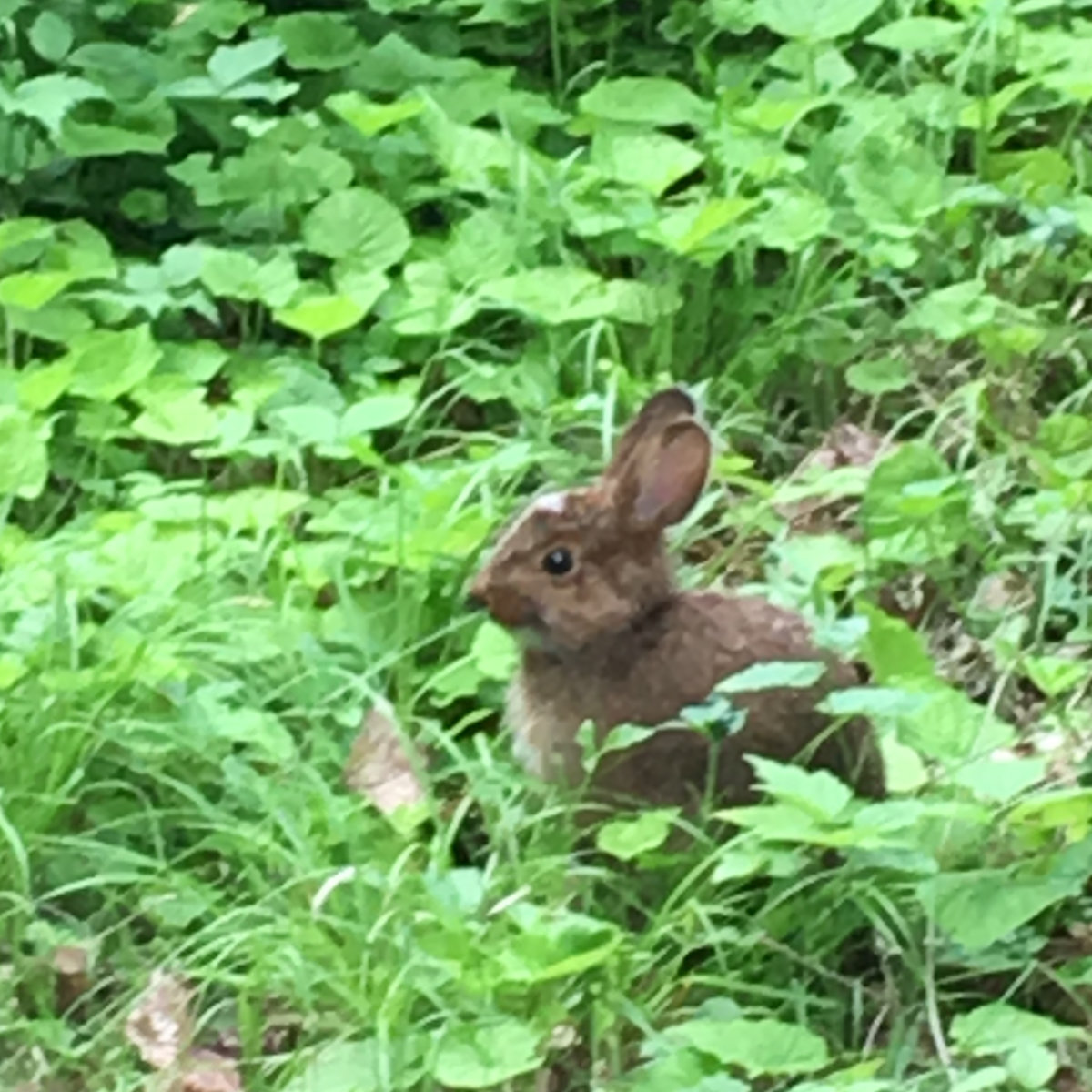 Cottontail rabbit that didn't automatically run off at the first sign of a human. 