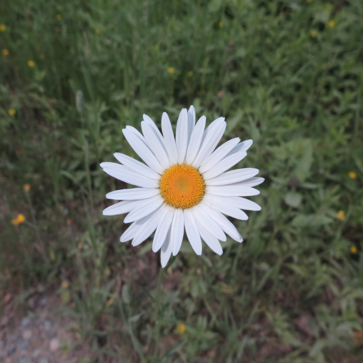 Daisy-Roaring-Brook-BSP-20190705